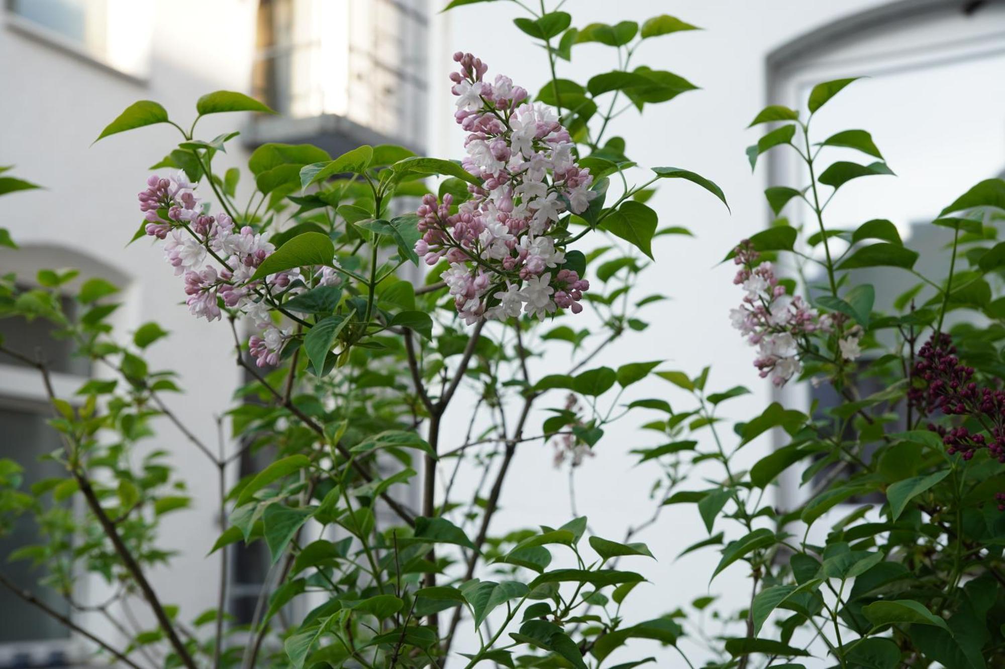 Bright, Spacious Apartment With A Lovely Terrace In The Heart Of Aachen Eksteriør bilde